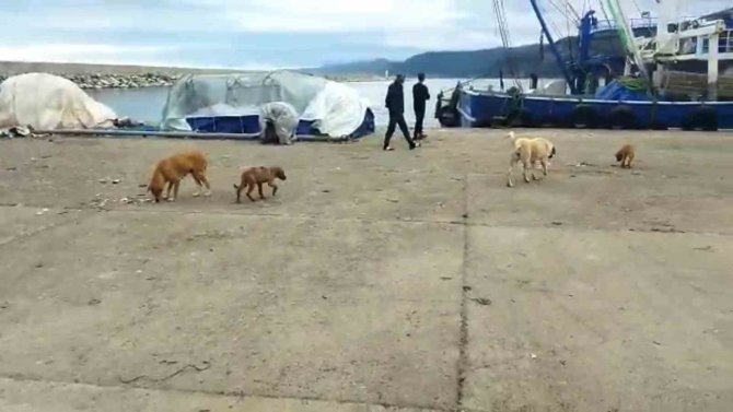 Sinop’ta Limanda Demirleyen Balıkçılar 6 Köpeği Ölü Buldu