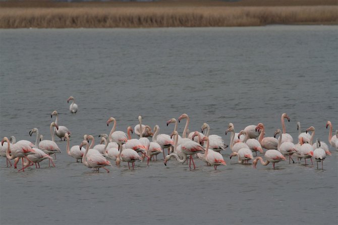 Denizli’de 33 Farklı Türde 29 Bin 794 Kuş Sayıldı