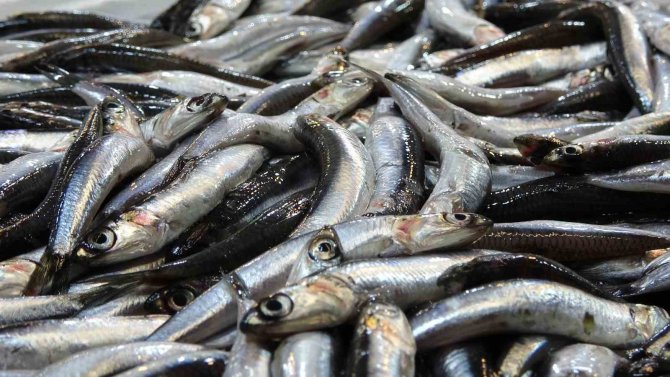 Kuraklık, Denizleri De Etkiledi: Böyle Giderse Sezon Bir Ay Sonra Bitebilir