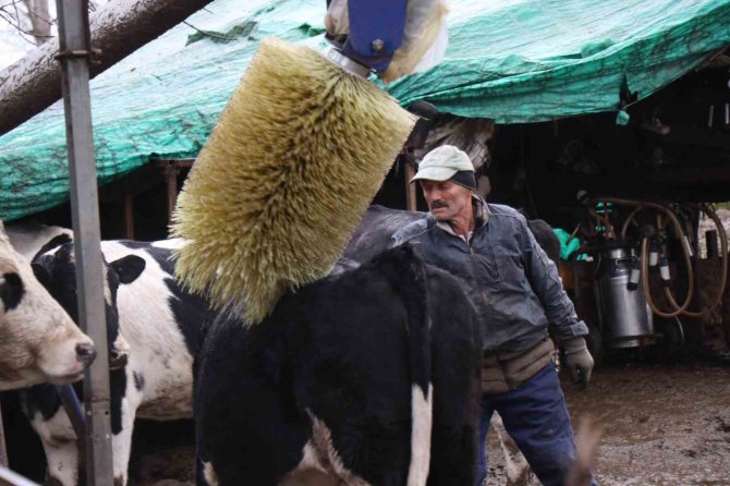 Buzağısının Sokak Köpekleri Tarafından Parçalandığını İddia Etti