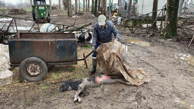 Buzağısının Sokak Köpekleri Tarafından Parçalandığını İddia Etti