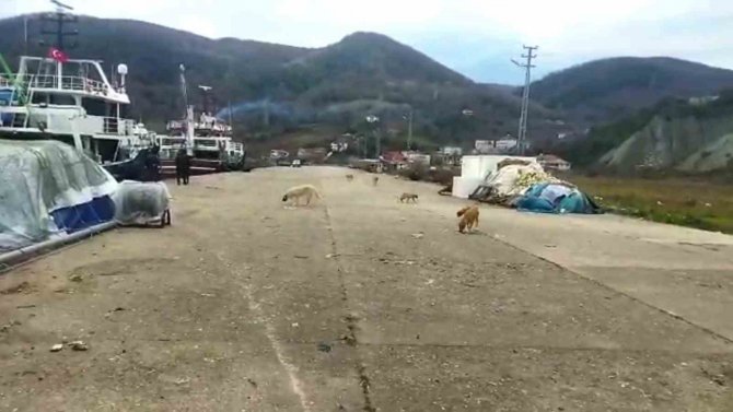 Sinop’ta Limanda Demirleyen Balıkçılar 6 Köpeği Ölü Buldu