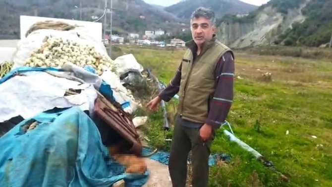 Sinop’ta Limanda Demirleyen Balıkçılar 6 Köpeği Ölü Buldu