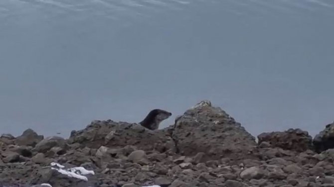 Tunceli’de Nesli Tükenme Tehlikesi Altında Bulunan Su Samuru Görüntülendi