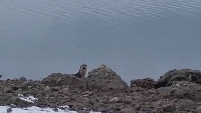 Tunceli’de Nesli Tükenme Tehlikesi Altında Bulunan Su Samuru Görüntülendi