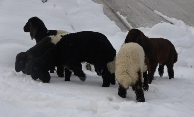 Kar Çiftçinin Umudunu Yeşertti
