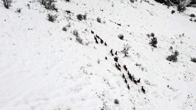 Kar Üzerinde Yiyecek Arayan Dağ Keçileri Dron İle Görüntülendi