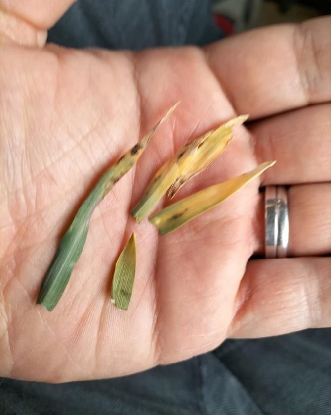 Hububat Ekili Alanlarda Kontroller Yapıldı