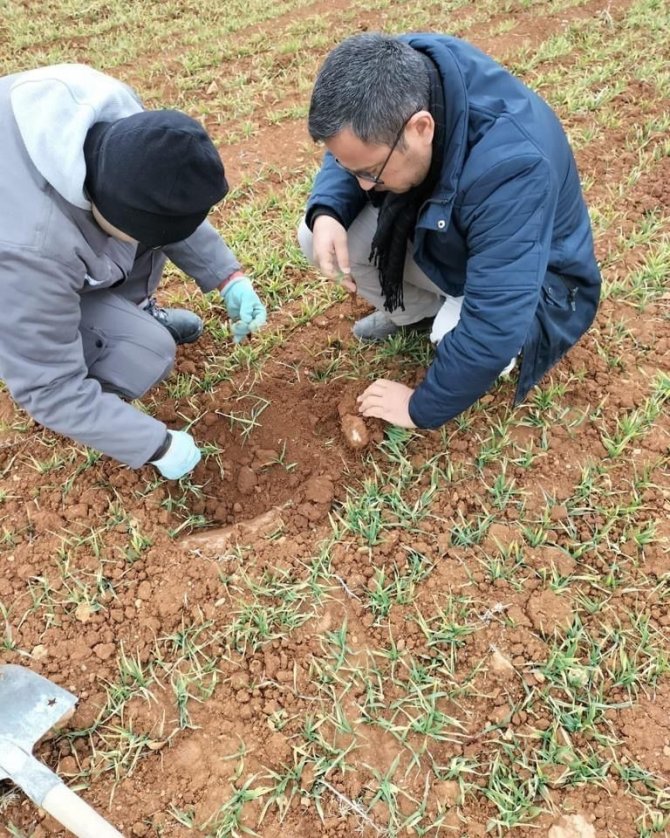 Hububat Ekili Alanlarda Kontroller Yapıldı