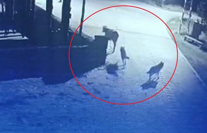 Aç Kalan Kurtlar Mahalleye İndi, İneği Telef Etti