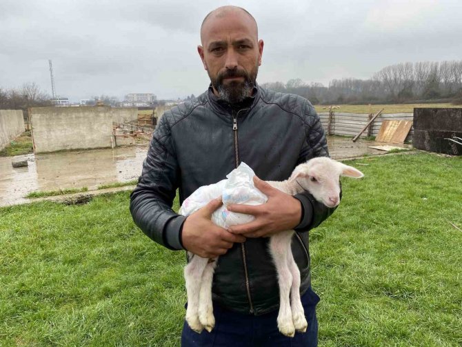 Annesini Köpekler Telef Etti, O Kuzuya Evde Bebek Gibi Bakıyorlar