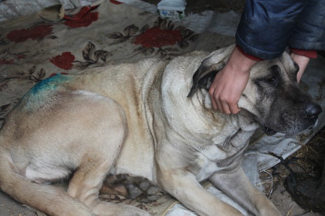 Yaralanan Köpek İki Aileyi Mahkemelik Etti