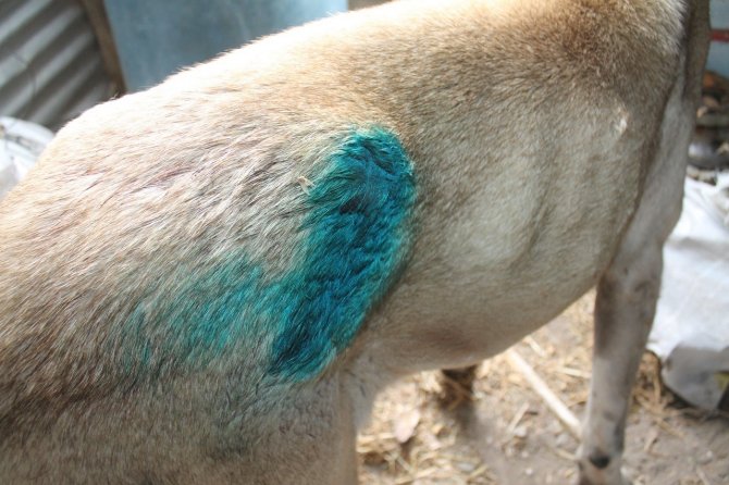 Yaralanan Köpek İki Aileyi Mahkemelik Etti