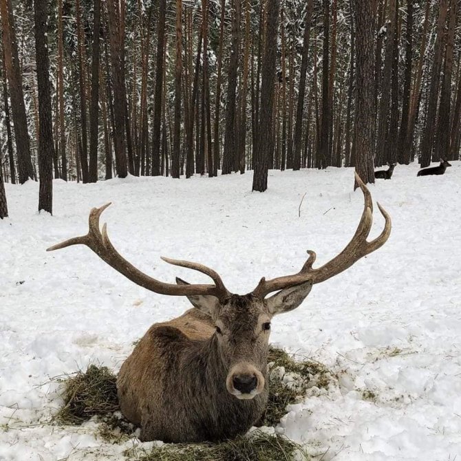 Mihalıççık’ta Geyiklerin Kar Keyfi