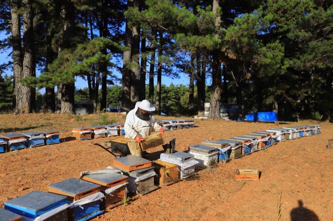 Muğlalı Bal Üreticisine Büyükşehir’den Destek