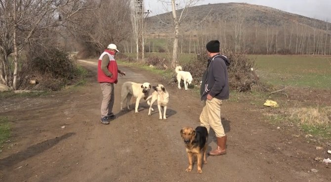 Başıboş Köpekler Köylünün Korkulu Rüyası Haline Geldi