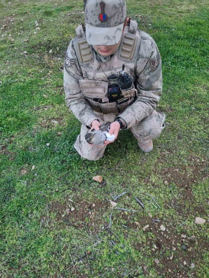 Yaralı Atmacaya Jandarmadan Şefkat Eli