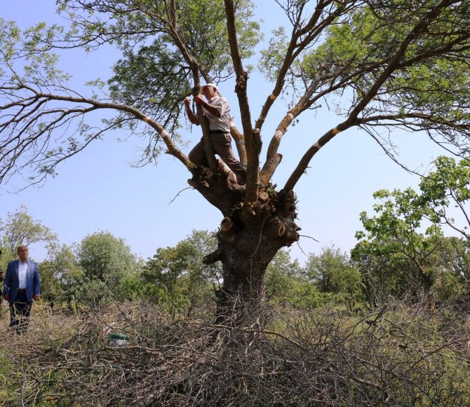 Yunusemre Belediyesi 2023 Yılı Ağaç Aşılaması İçin Talep Toplayacak