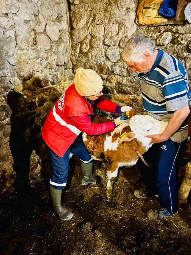 Yeni Doğan Buzağılara Kimlik Verildi