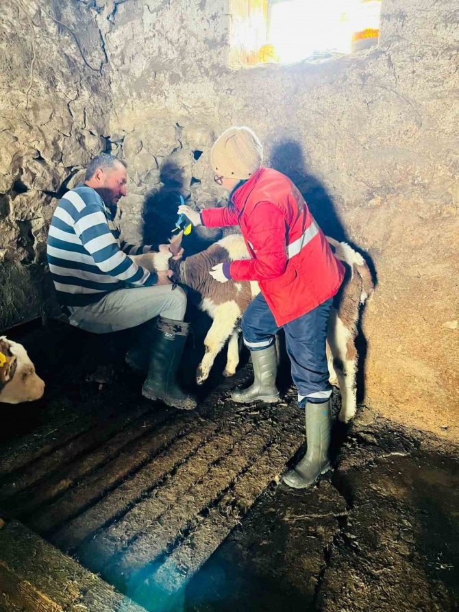 Yeni Doğan Buzağılara Kimlik Verildi