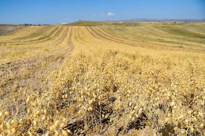Altındağ’da Çiftçilere Tohum Desteği