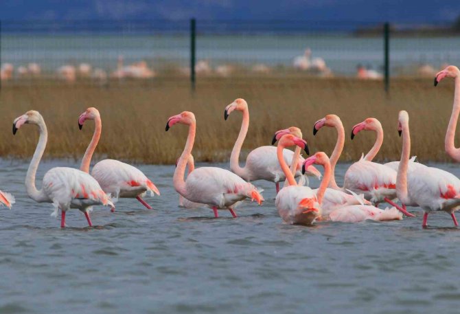 Başkan Metin Oral: “Hersek Lagünü Çok Değerli Bir Sulak Alandır”