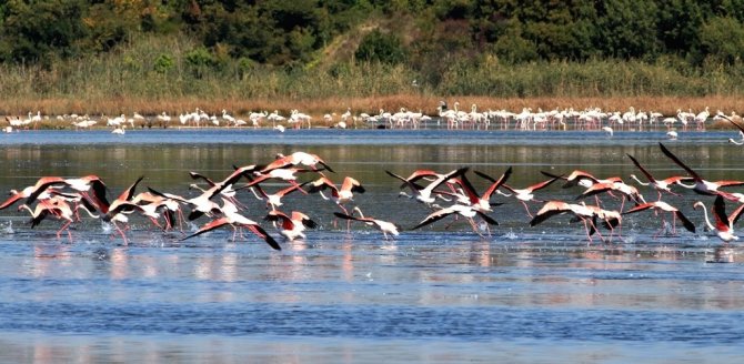 Başkan Metin Oral: “Hersek Lagünü Çok Değerli Bir Sulak Alandır”