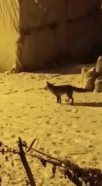 Yiyecek Arayan Tilki İlçe Merkezine İndi