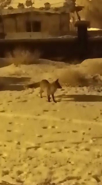 Yiyecek Arayan Tilki İlçe Merkezine İndi