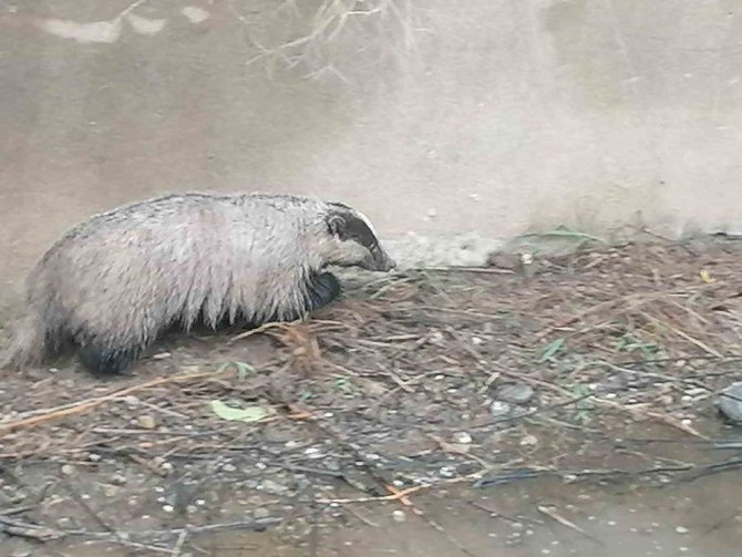 Havuza Düşen Porsuk Kurtarıldı