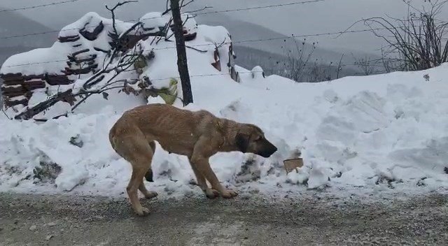 Kocaeli’nin Yüksek Kesimleri Beyaza Büründü
