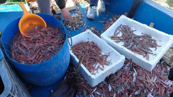 Yasak Bitti, Karides Dolu Teknelerle Limana Döndüler