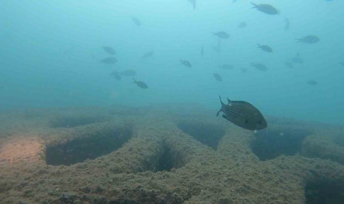 Mersin’deki Yapay Resifler Canlıların Beslenme Ve Üreme Alanı Oldu