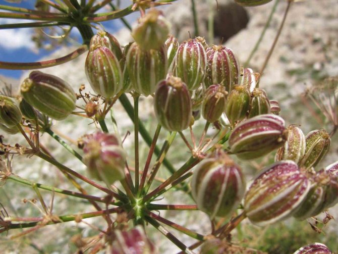 Dünyada Sadece Tunceli’de Var: Tunceli’de Yeni Bir Çakşır Türü Keşfedildi