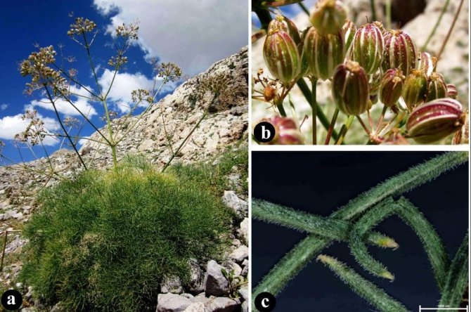 Dünyada Sadece Tunceli’de Var: Tunceli’de Yeni Bir Çakşır Türü Keşfedildi