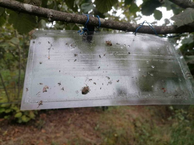 Samsun’un Bitkileri Zararlılardan Korunuyor