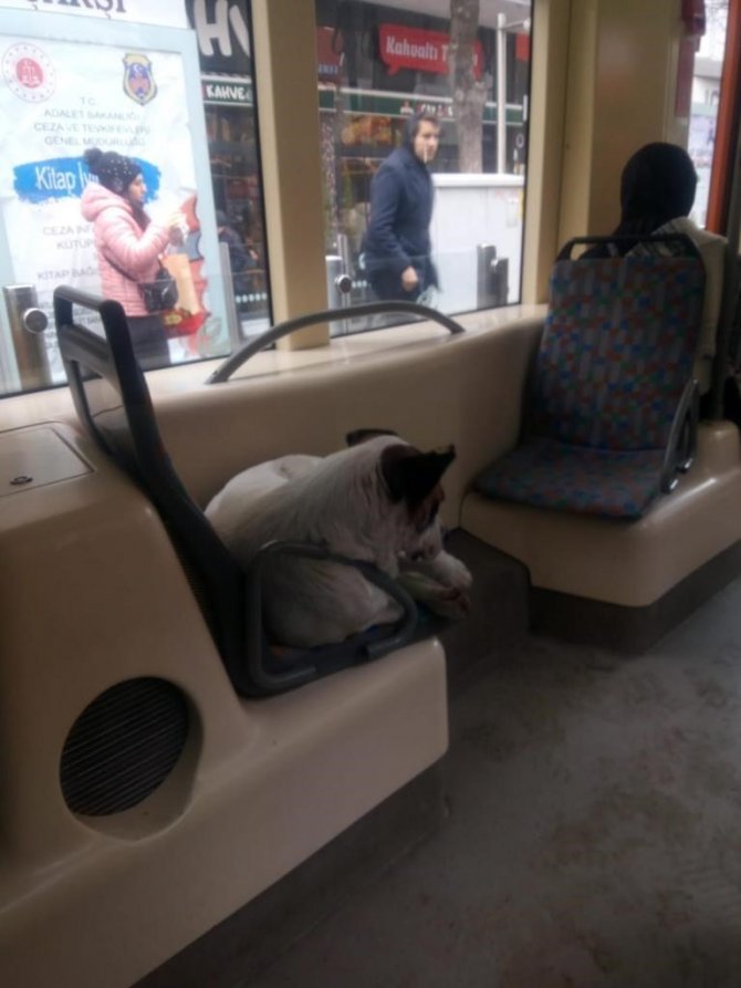 Tramvayda Yolculuk Ederek Soğuktan Kaçındılar
