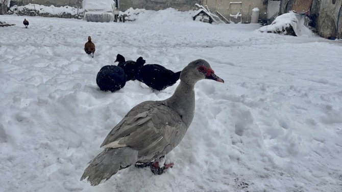 Ağrı’da Kış Manzarası Göz Kamaştırıyor