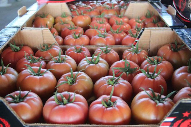 İ̇şlem Gören Domates Miktarı Geçen Yılın Aynı Ayına Göre Yüzde 19 Azaldı