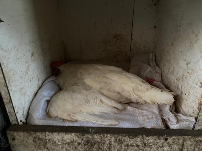 Kümese Giren Sokak Köpekleri 20 Tavuğu Telef Etti
