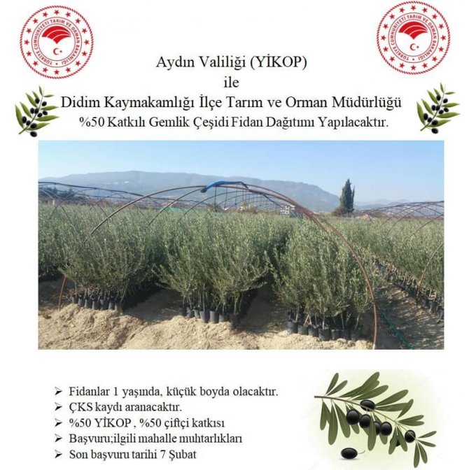 Zeytin Üretim Merkezi Aydın’da Üreticilere Zeytin Fidanı Dağıtılacak