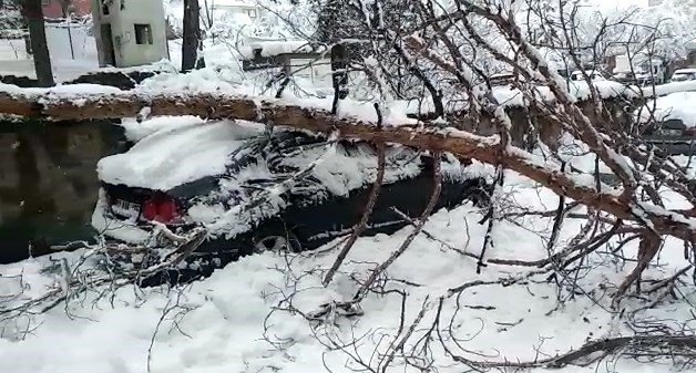 Karın Ağırlığına Dayanamayan Ağaç, Otomobilin Üstüne Devrildi