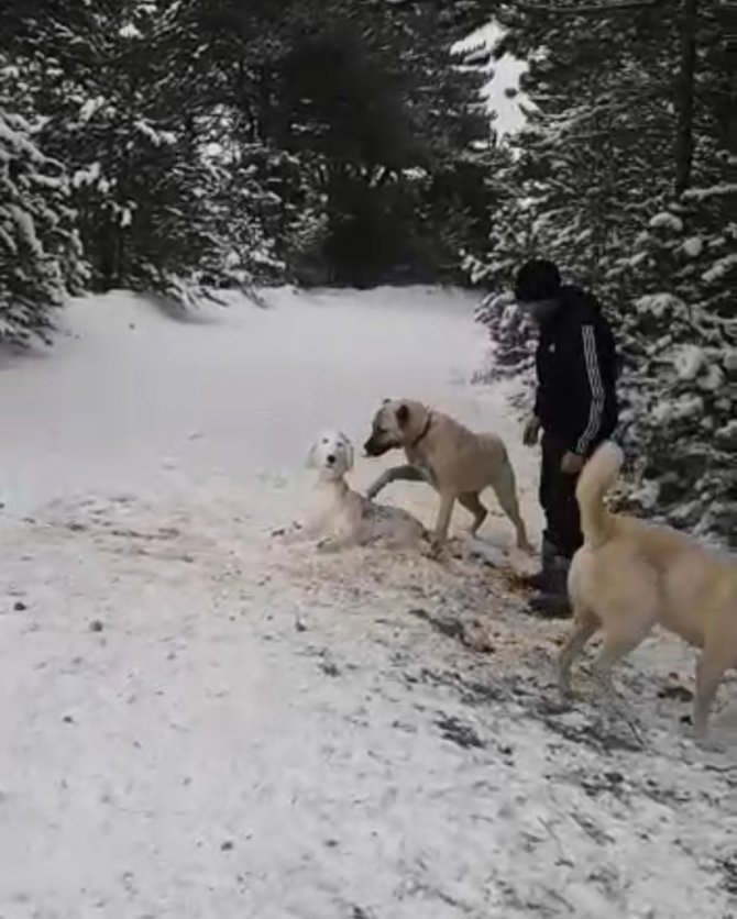 Kangal Sahibinin Yaptığı Kardan Köpeği Kıskandı