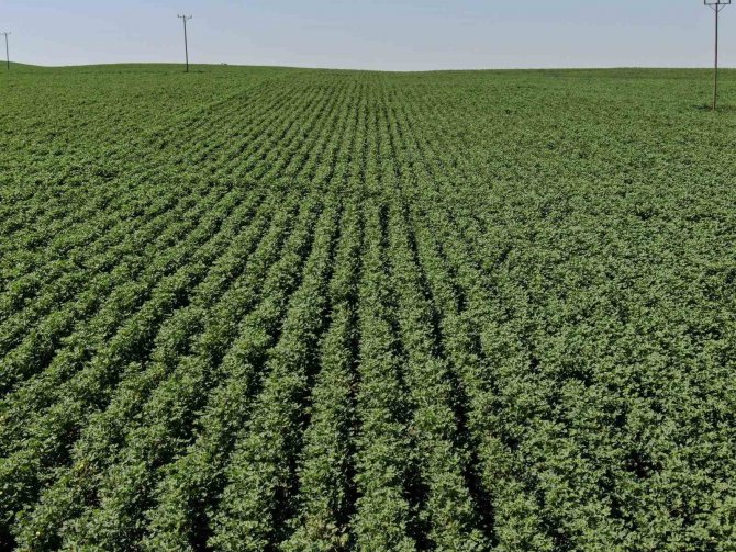 Diyarbakır Tarımı Çığır Açtı: 813 Tane Tesis Kuruldu, 452 Milyon Tl Karşılıksız Hibe Aktarıldı