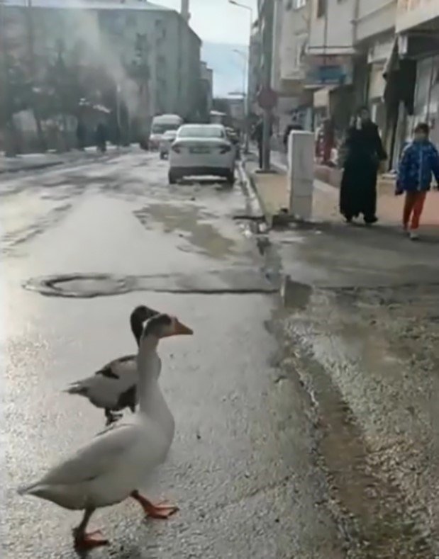 Elazığ’da Sürüden Ayrılan 2 Kaz Yolunu Şaşırıp Trafiğe Çıktı