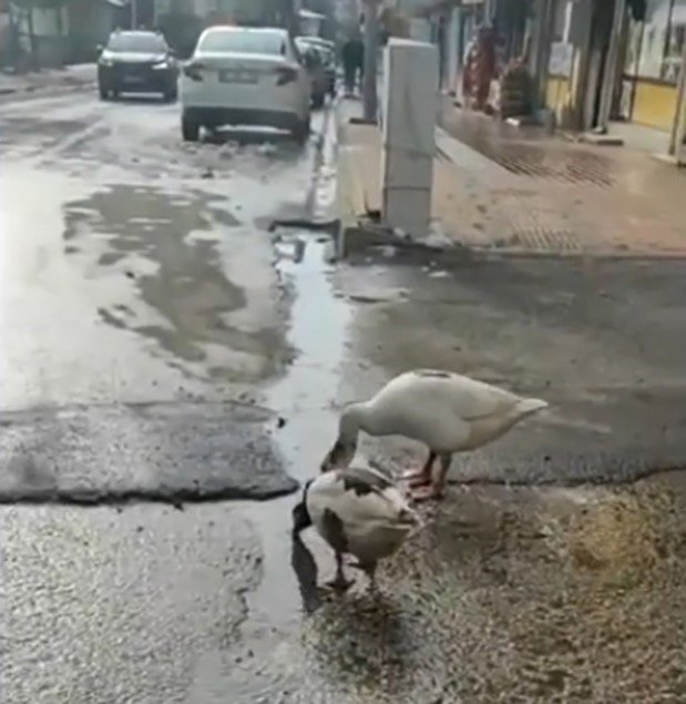 Elazığ’da Sürüden Ayrılan 2 Kaz Yolunu Şaşırıp Trafiğe Çıktı