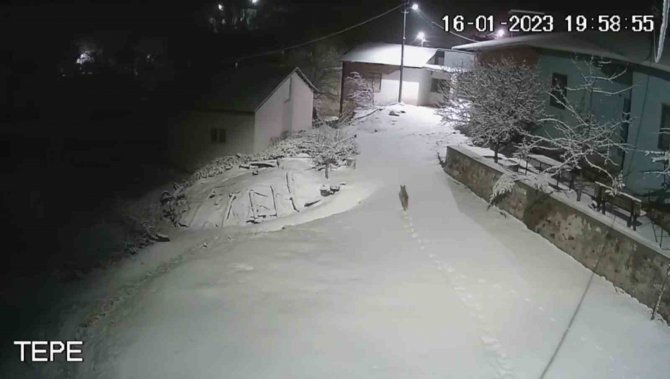 Elazığ’da Aç Kalan Tilki Köye İndi