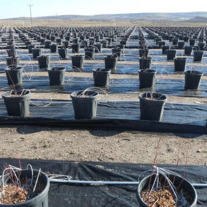 Topraksız Tarım Uygulamaları Artıyor