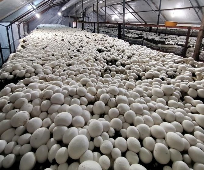 Ordu’da Kültür Mantarı Üretimi Yaygınlaşıyor