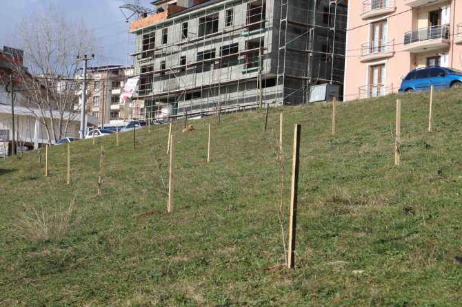 2 Mahalleye 118 Fidan Dikildi